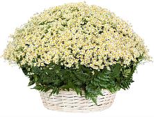 Цветочная композиция из Ромашки в корзине #REPLACE_PRED# Курджиново